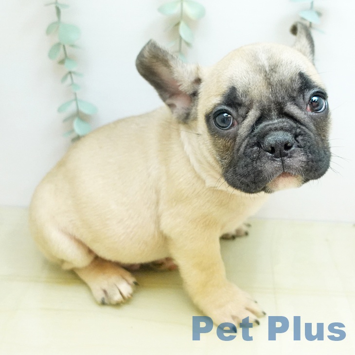 大阪府のフレンチブルドッグ (ペットプラス りんくう泉南店/2025年10月22日生まれ/男の子/フォーン)の子犬の2枚目の画像