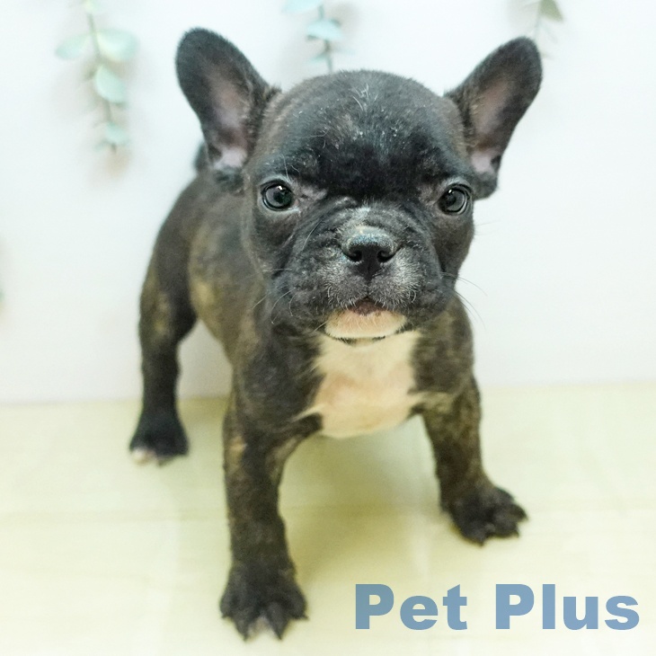 京都府のフレンチブルドッグ (ペットプラス 久御山店/2025年10月22日生まれ/女の子/ブリンドル)の子犬の1枚目の画像
