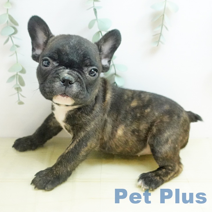 京都府のフレンチブルドッグ (ペットプラス 久御山店/2025年10月22日生まれ/女の子/ブリンドル)の子犬の2枚目の画像