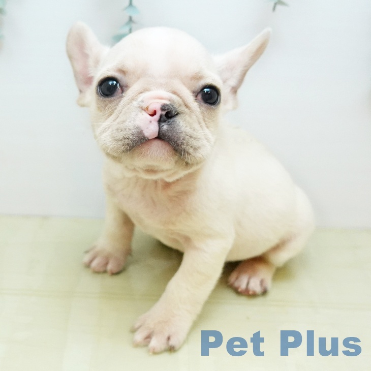 大阪府のフレンチブルドッグ (ペットプラス 鶴見店/2025年10月22日生まれ/女の子/クリーム)の子犬