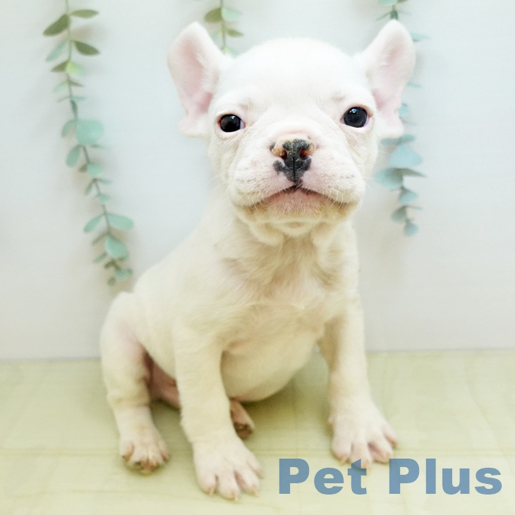 京都府のフレンチブルドッグ (ペットプラス 京都桂川店/2025年10月23日生まれ/男の子/ホワイトフォーン)の子犬の1枚目の画像
