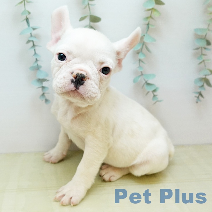 京都府のフレンチブルドッグ (ペットプラス 京都桂川店/2025年10月23日生まれ/男の子/ホワイトフォーン)の子犬の2枚目の画像