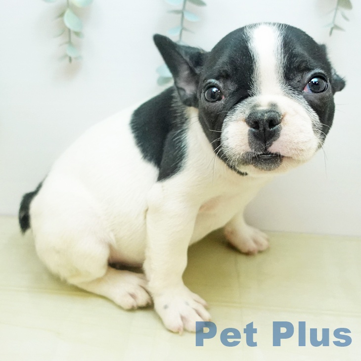 京都府のフレンチブルドッグ (ペットプラス 京都桂川店/2025年10月23日生まれ/男の子/パイド)の子犬の2枚目の画像