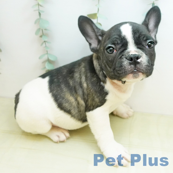 大阪府のフレンチブルドッグ (ペットプラス 堺北花田店/2025年10月23日生まれ/男の子/パイド)の子犬の1枚目の画像
