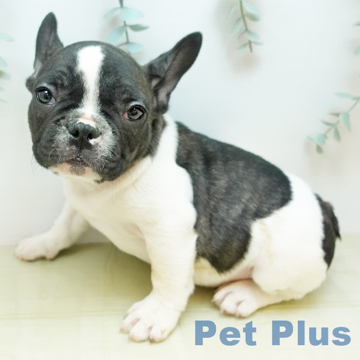 大阪府のフレンチブルドッグ (ペットプラス 堺北花田店/2025年10月23日生まれ/男の子/パイド)の子犬の2枚目の画像