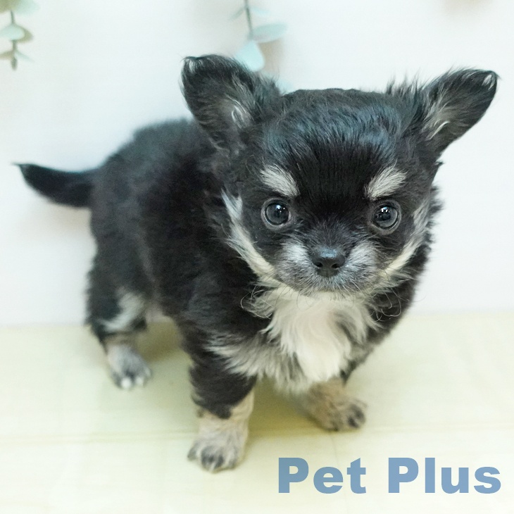 香川県のチワワ(ロング) (ペットプラス 綾川店/2025年10月31日生まれ/男の子/ブラッククリーム)の子犬の1枚目の画像