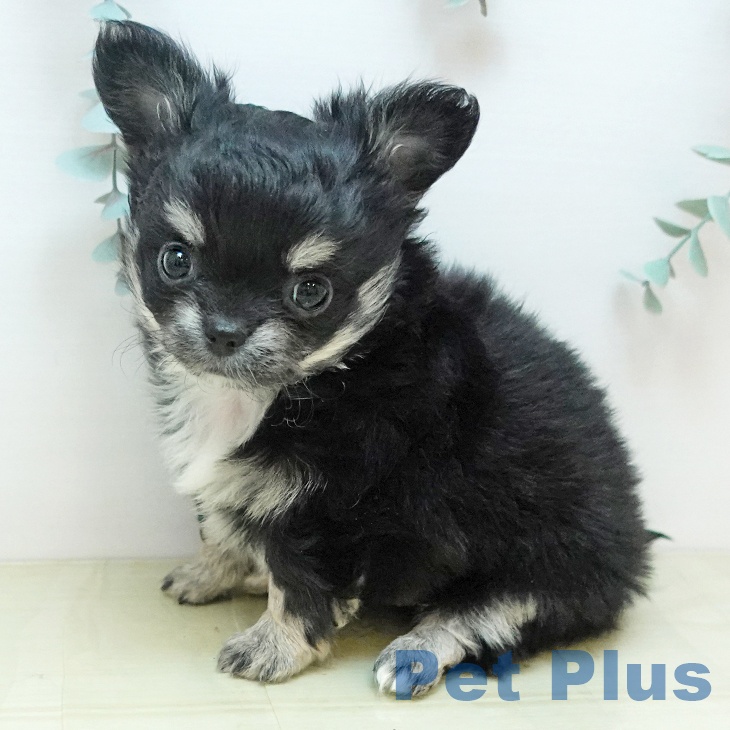 香川県のチワワ(ロング) (ペットプラス 綾川店/2025年10月31日生まれ/男の子/ブラッククリーム)の子犬の2枚目の画像