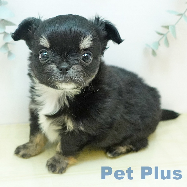 香川県のチワワ(ロング) (ペットプラス 高松店/2025年10月31日生まれ/女の子/ブラッククリーム)の子犬の1枚目の画像