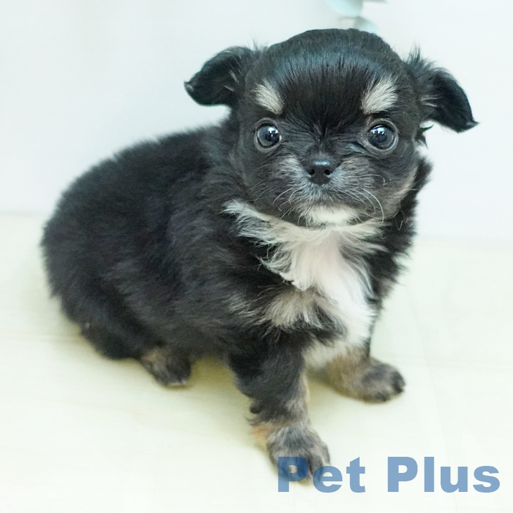 香川県のチワワ(ロング) (ペットプラス 高松店/2025年10月31日生まれ/女の子/ブラッククリーム)の子犬の2枚目の画像