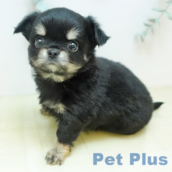 鳥取県のチワワ(ロング) (ペッツワン 日吉津店/2025年10月31日生まれ/女の子/ブラッククリーム)の子犬の2枚目の画像