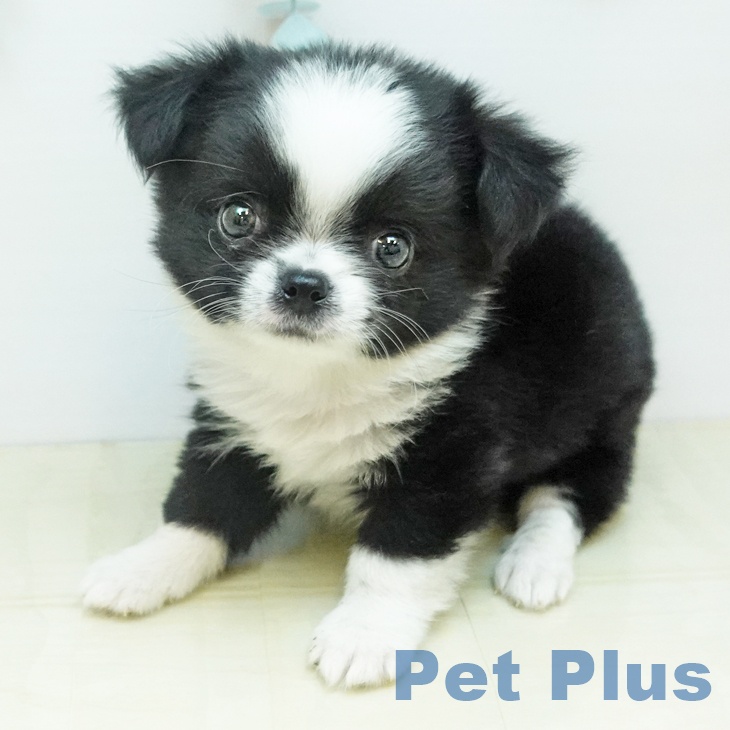 鳥取県のチワワ(ロング) (ペッツワン 日吉津店/2025年10月31日生まれ/男の子/ブラックホワイト)の子犬の1枚目の画像