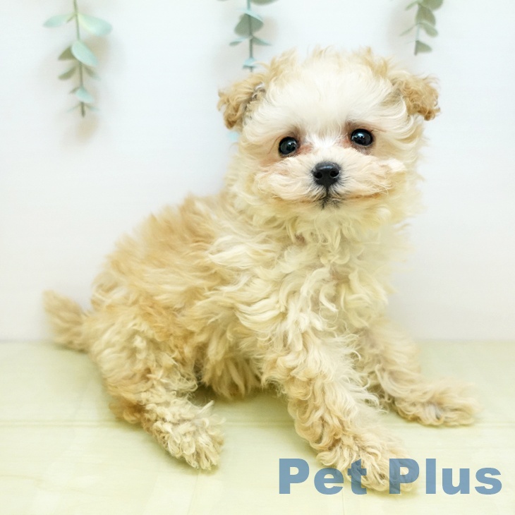 徳島県のトイプードル(トイ) (ペットプラス 徳島店/2025年10月30日生まれ/男の子/アプリコット)の子犬の1枚目の画像