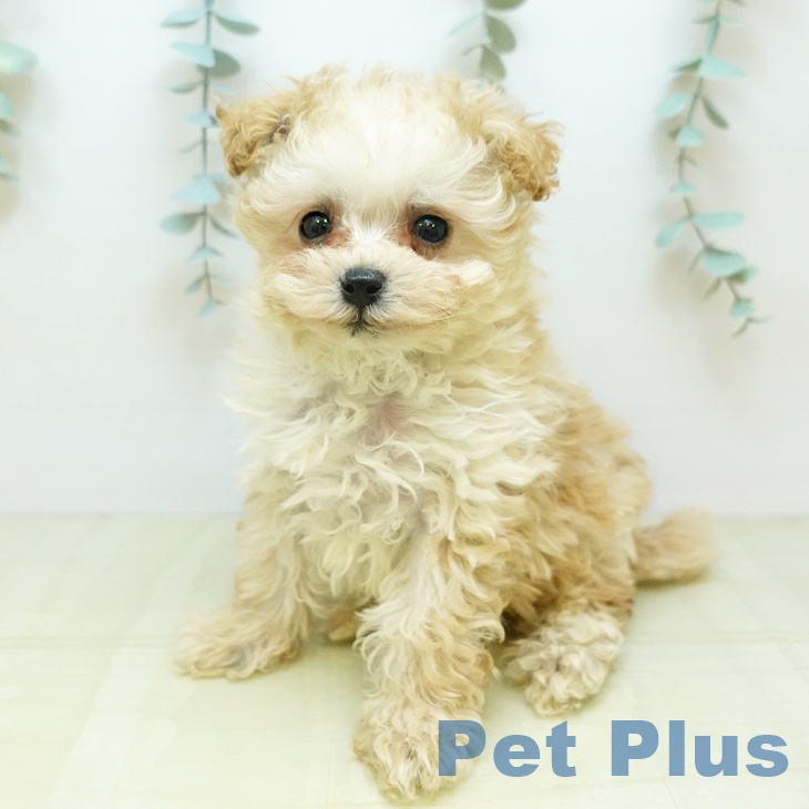 徳島県のトイプードル(トイ) (ペットプラス 徳島店/2025年10月30日生まれ/男の子/アプリコット)の子犬の2枚目の画像