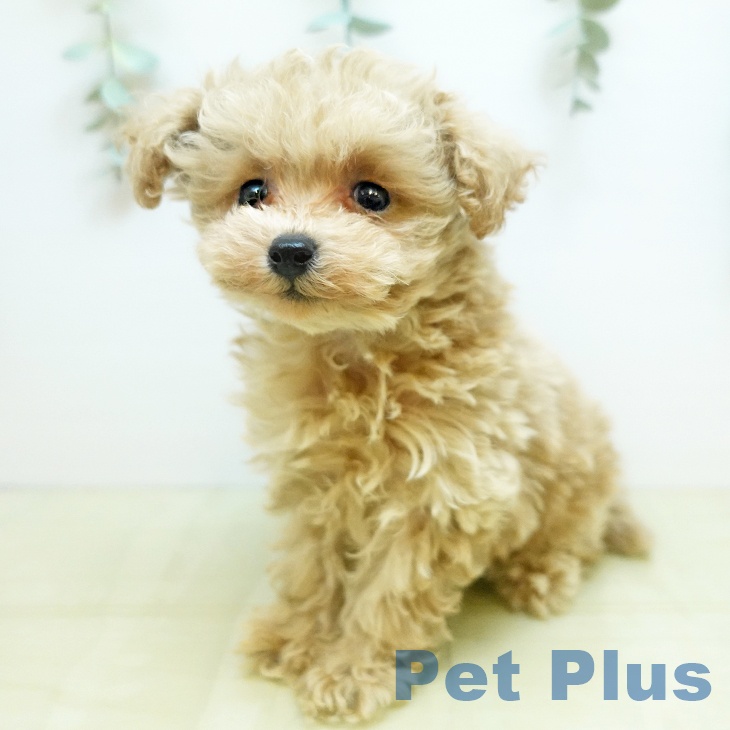 香川県のトイプードル(トイ) (ペットプラス 綾川店/2025年10月30日生まれ/女の子/アプリコット)の子犬の1枚目の画像