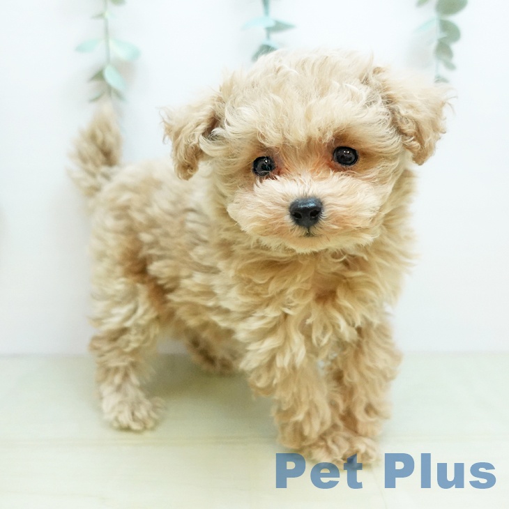 香川県のトイプードル(トイ) (ペットプラス 綾川店/2025年10月30日生まれ/女の子/アプリコット)の子犬の2枚目の画像