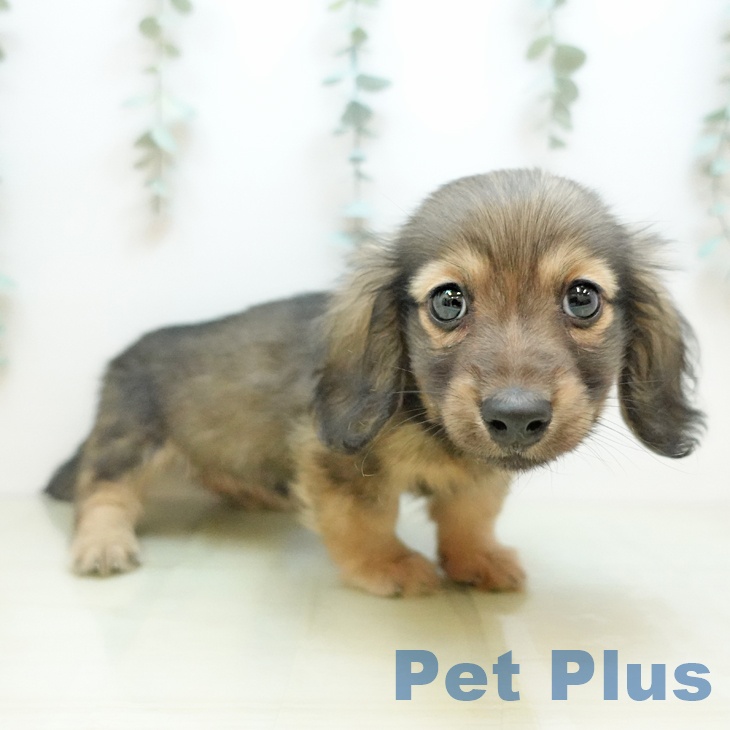 岡山県のミニチュアダックスフンド(ロング) (ペットプラス 岡山店/2025年11月1日生まれ/男の子/シェーデットイエロー)の子犬の1枚目の画像