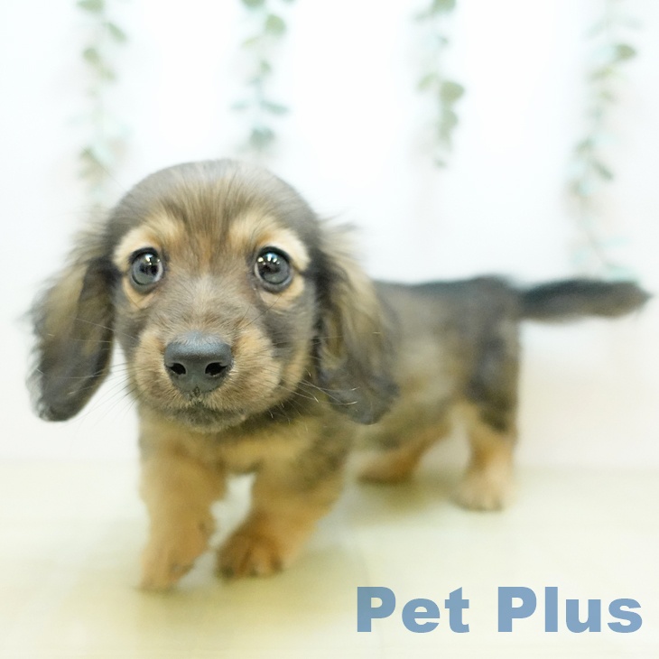 岡山県のミニチュアダックスフンド(ロング) (ペットプラス 岡山店/2025年11月1日生まれ/男の子/シェーデットイエロー)の子犬の2枚目の画像