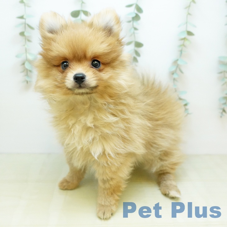 岡山県のポメラニアン (ペットプラス 岡山店/2025年10月26日生まれ/女の子/オレンジ)の子犬の1枚目の画像