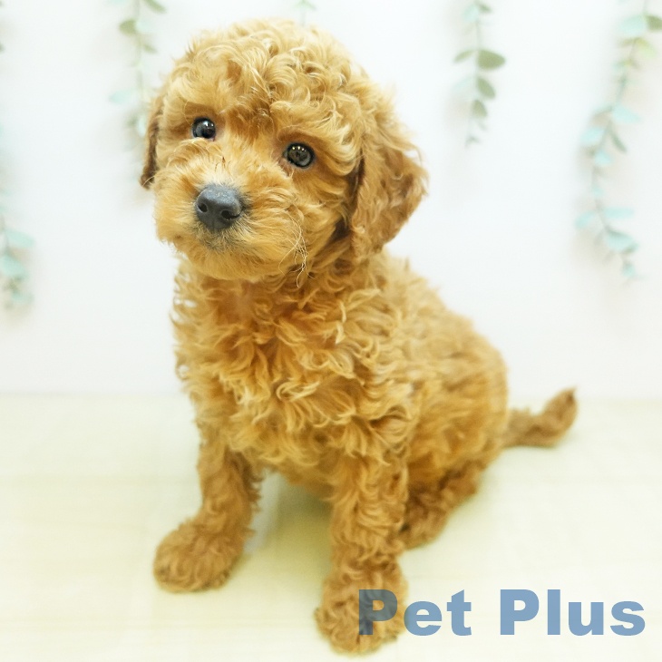 愛媛県のトイプードル(トイ) (ペットプラス 新居浜店/2025年10月30日生まれ/男の子/アプリコット)の子犬の1枚目の画像
