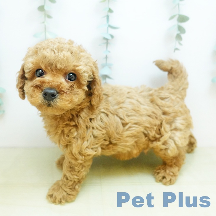 香川県のトイプードル(トイ) (ペットプラス 綾川店/2025年10月30日生まれ/男の子/アプリコット)の子犬の1枚目の画像