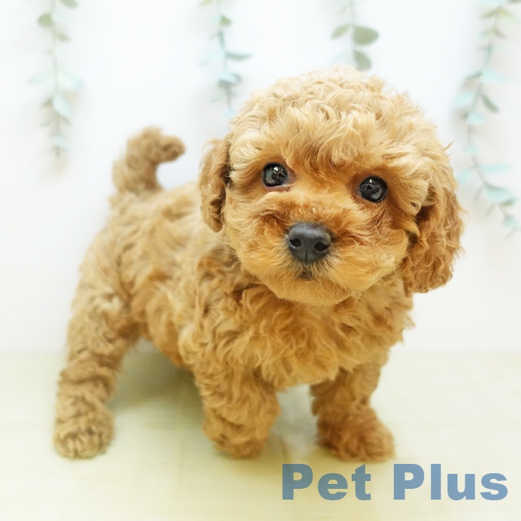 香川県のトイプードル(トイ) (ペットプラス 綾川店/2025年10月30日生まれ/男の子/アプリコット)の子犬の2枚目の画像