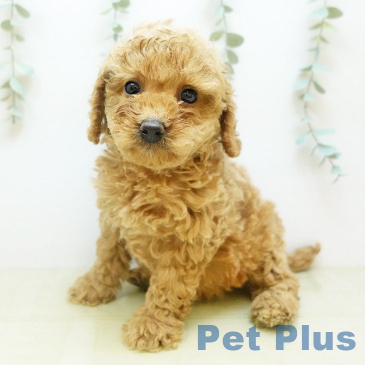 徳島県のトイプードル(トイ) (ペットプラス 徳島店/2025年10月30日生まれ/男の子/アプリコット)の子犬の1枚目の画像