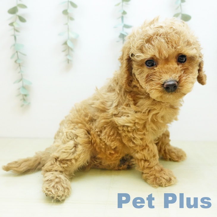徳島県のトイプードル(トイ) (ペットプラス 徳島店/2025年10月30日生まれ/男の子/アプリコット)の子犬の2枚目の画像