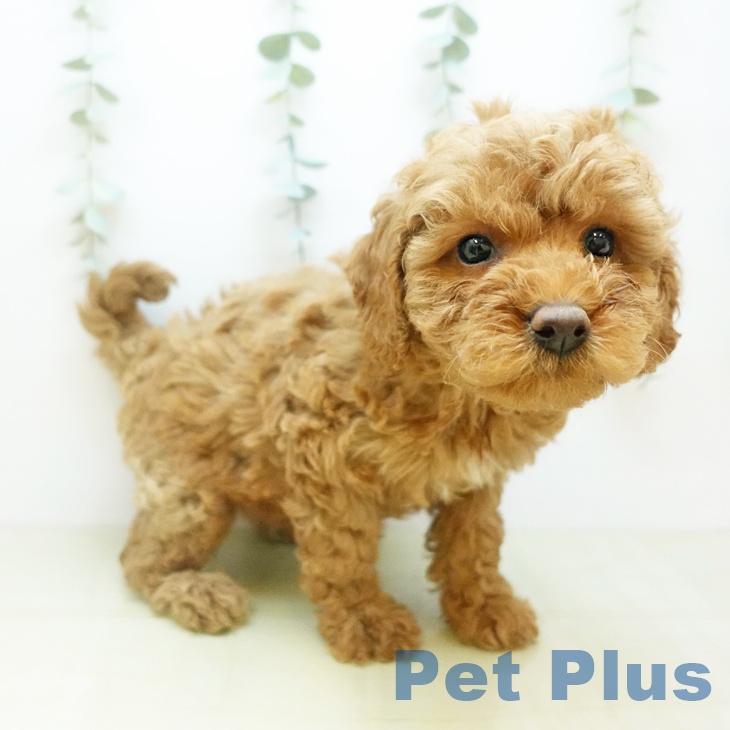 岡山県のトイプードル(トイ) (ペットプラス 岡山店/2025年10月30日生まれ/女の子/レッド)の子犬の2枚目の画像