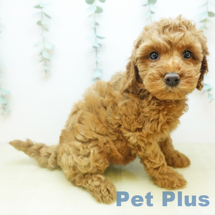 岡山県のトイプードル(トイ) (ペッツワン 岡山南店/2025年10月30日生まれ/女の子/レッド)の子犬の1枚目の画像