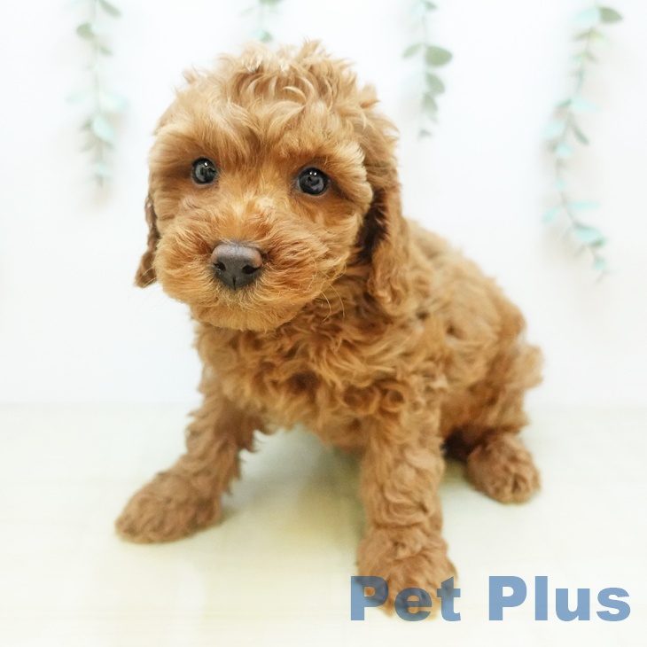 岡山県のトイプードル(トイ) (ペッツワン 岡山南店/2025年10月30日生まれ/女の子/レッド)の子犬の2枚目の画像