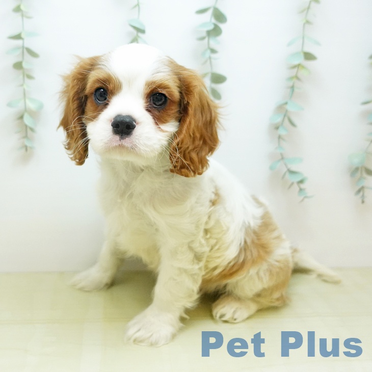 愛媛県のキャバリアキングチャールズスパニエル (ペットプラス 新居浜店/2025年10月28日生まれ/男の子/ブレンハイム)の子犬の1枚目の画像
