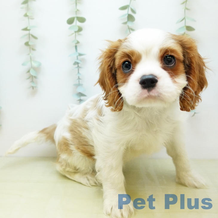 愛媛県のキャバリアキングチャールズスパニエル (ペットプラス 新居浜店/2025年10月28日生まれ/男の子/ブレンハイム)の子犬の2枚目の画像