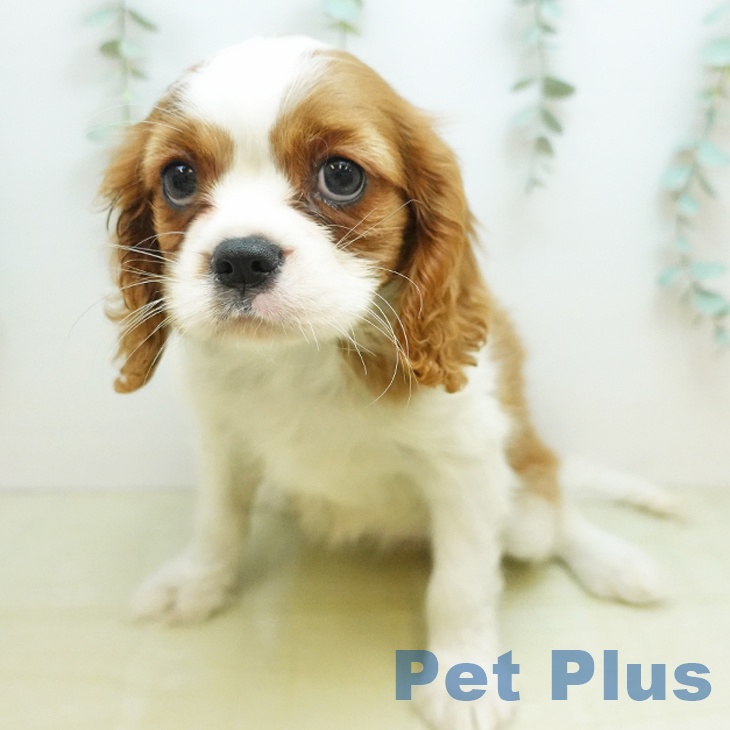 徳島県のキャバリアキングチャールズスパニエル (ペットプラス 徳島店/2025年10月28日生まれ/女の子/ブレンハイム)の子犬の2枚目の画像