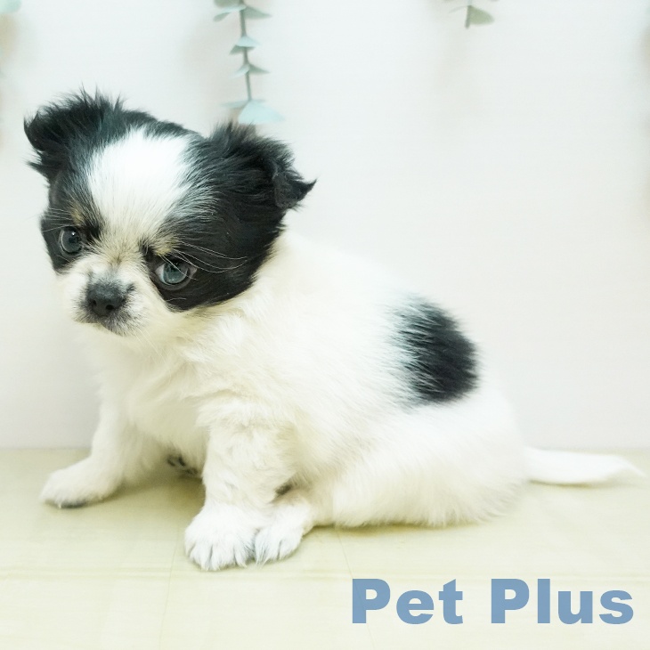 鳥取県のチワワ(ロング) (ペッツワン 日吉津店/2025年11月1日生まれ/男の子/ホワイトブラッククリーム)の子犬の2枚目の画像