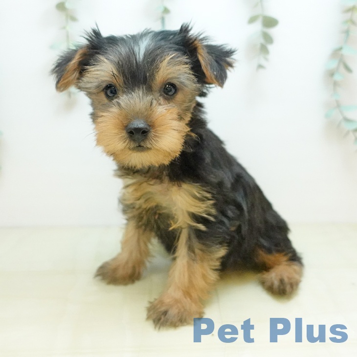京都府のヨークシャーテリア (ペットプラス 京都桂川店/2025年10月28日生まれ/男の子/スチールブルータン)の子犬の1枚目の画像