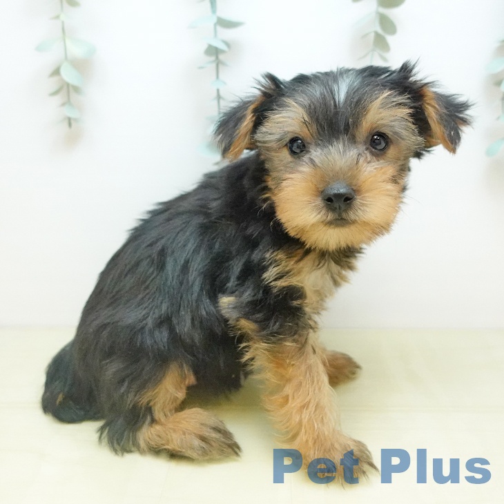 京都府のヨークシャーテリア (ペットプラス 京都桂川店/2025年10月28日生まれ/男の子/スチールブルータン)の子犬の2枚目の画像