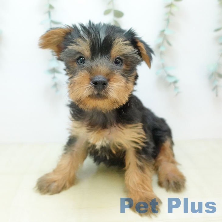 大阪府のヨークシャーテリア (ペットプラス イオン大日店/2025年10月28日生まれ/女の子/スチールブルータン)の子犬の1枚目の画像