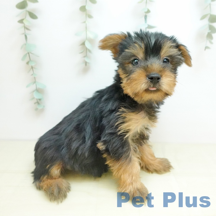 大阪府のヨークシャーテリア (ペットプラス イオン大日店/2025年10月28日生まれ/女の子/スチールブルータン)の子犬の2枚目の画像