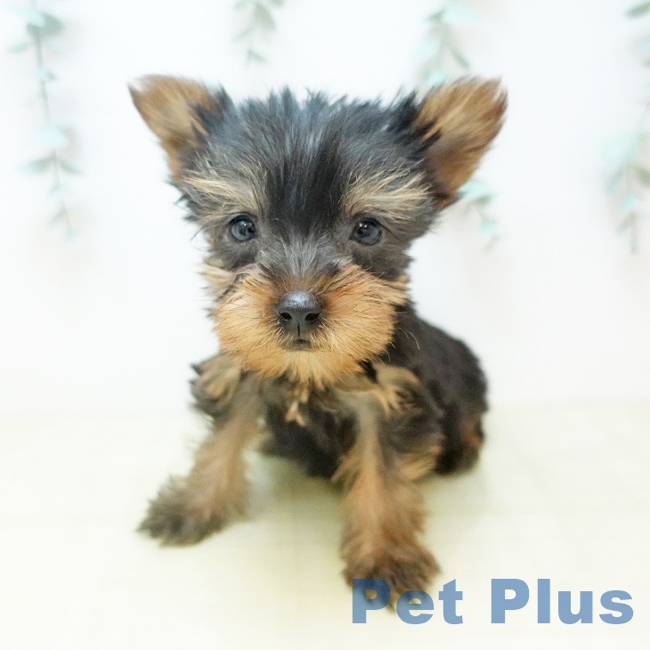 大阪府のヨークシャーテリア (ペットプラス 四條畷店/2025年10月28日生まれ/女の子/スチールブルータン)の子犬の1枚目の画像
