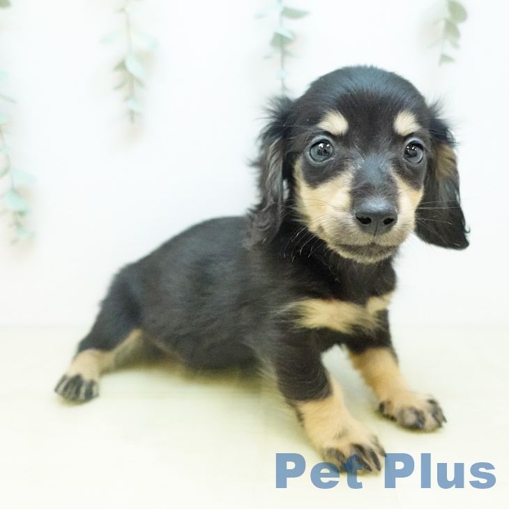 和歌山県のミニチュアダックスフンド(ロング) (ペットプラス 和歌山店/2025年10月31日生まれ/男の子/ブラックイエロー)の子犬の1枚目の画像