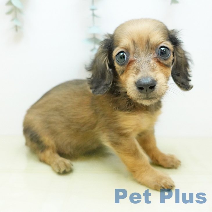 岡山県のミニチュアダックスフンド(ロング) (ペットプラス 岡山店/2025年10月31日生まれ/女の子/シェーデットレッド)の子犬の1枚目の画像