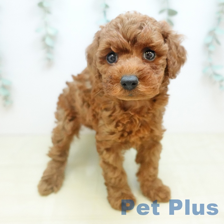 岡山県のトイプードル(トイ) (ペットプラス 岡山店/2025年11月1日生まれ/男の子/レッド)の子犬の1枚目の画像