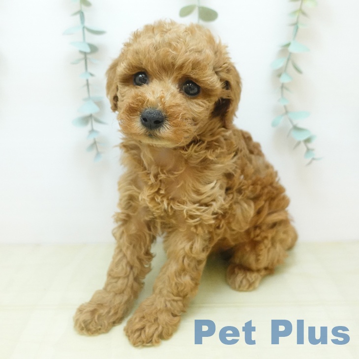 岡山県のトイプードル(トイ) (ペッツワン 岡山南店/2025年11月1日生まれ/女の子/アプリコット)の子犬の1枚目の画像