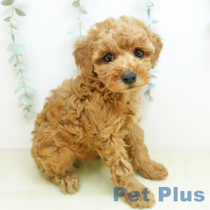 岡山県のトイプードル(トイ) (ペッツワン 岡山南店/2025年11月1日生まれ/女の子/アプリコット)の子犬の2枚目の画像