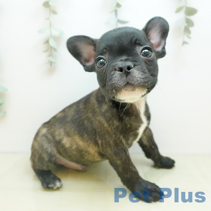 香川県のフレンチブルドッグ (ペットプラス 高松店/2025年10月31日生まれ/男の子/ブリンドル)の子犬の1枚目の画像