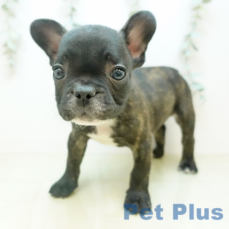 香川県のフレンチブルドッグ (ペットプラス 高松店/2025年10月31日生まれ/男の子/ブリンドル)の子犬の2枚目の画像