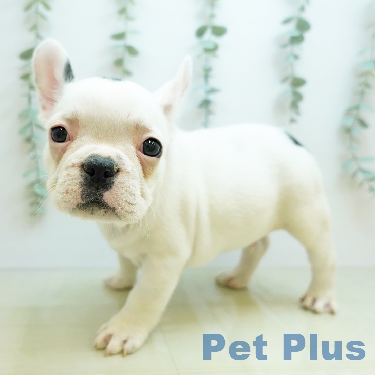 徳島県のフレンチブルドッグ (ペットプラス 徳島店/2025年10月31日生まれ/男の子/パイド)の子犬の1枚目の画像