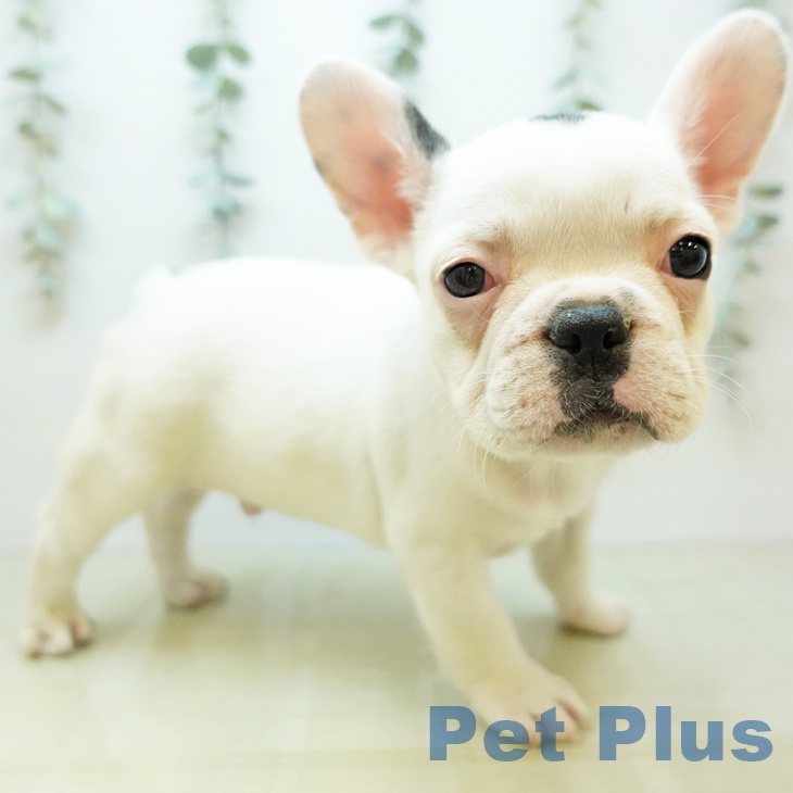 徳島県のフレンチブルドッグ (ペットプラス 徳島店/2025年10月31日生まれ/男の子/パイド)の子犬の2枚目の画像