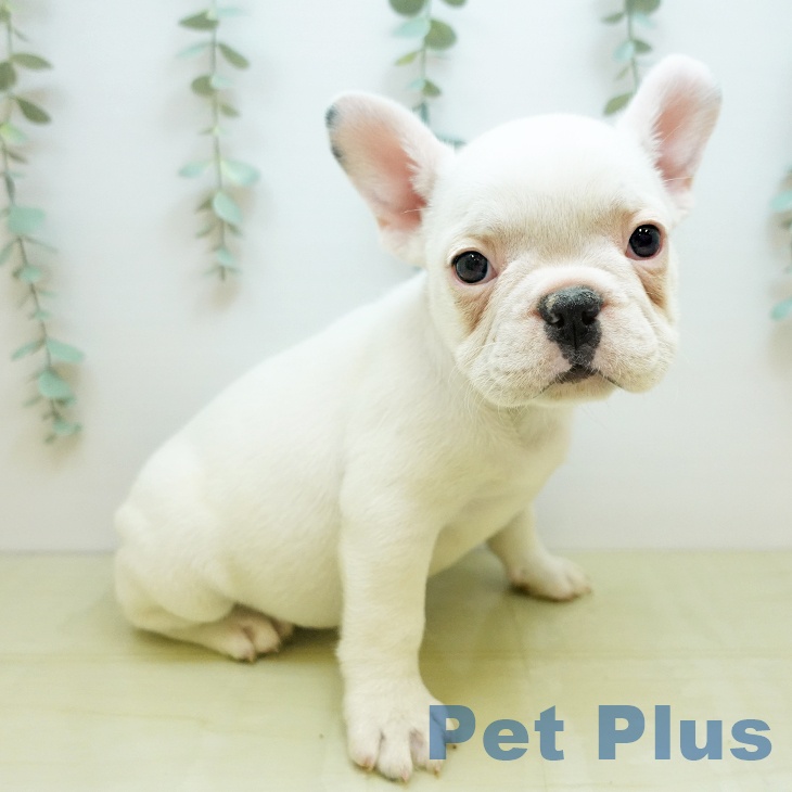 大阪府のフレンチブルドッグ (ペットプラス 松原店/2025年10月31日生まれ/女の子/パイド)の子犬の1枚目の画像