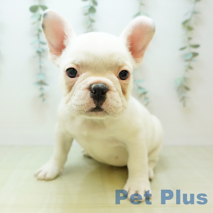 大阪府のフレンチブルドッグ (ペットプラス 松原店/2025年10月31日生まれ/女の子/パイド)の子犬の2枚目の画像